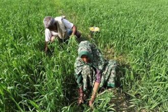 organic farming | farmer