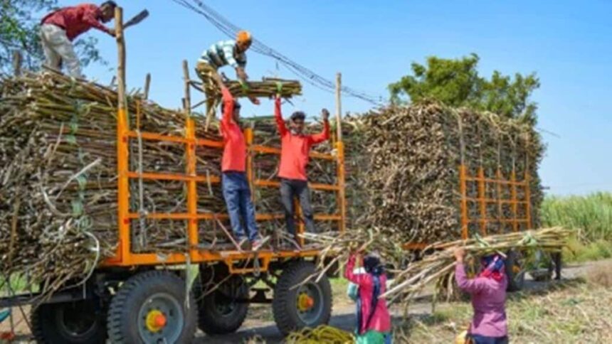 sugar can| farmer