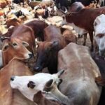 Jansatta Editorial | Animals |