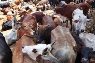 Jansatta Editorial | Animals |