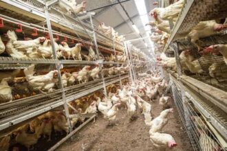 chicken| temple | distance